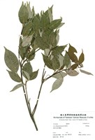 藏品(樟葉槭)的圖片